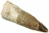 Fossil Spinosaurus Tooth - Real Dinosaur Tooth #312906-1